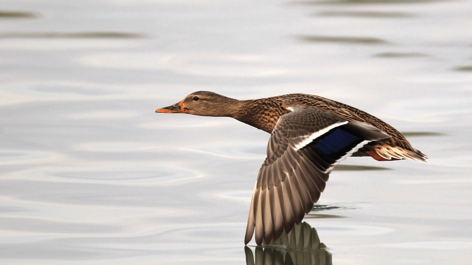 History of U.S. Duck Hunting Riceland